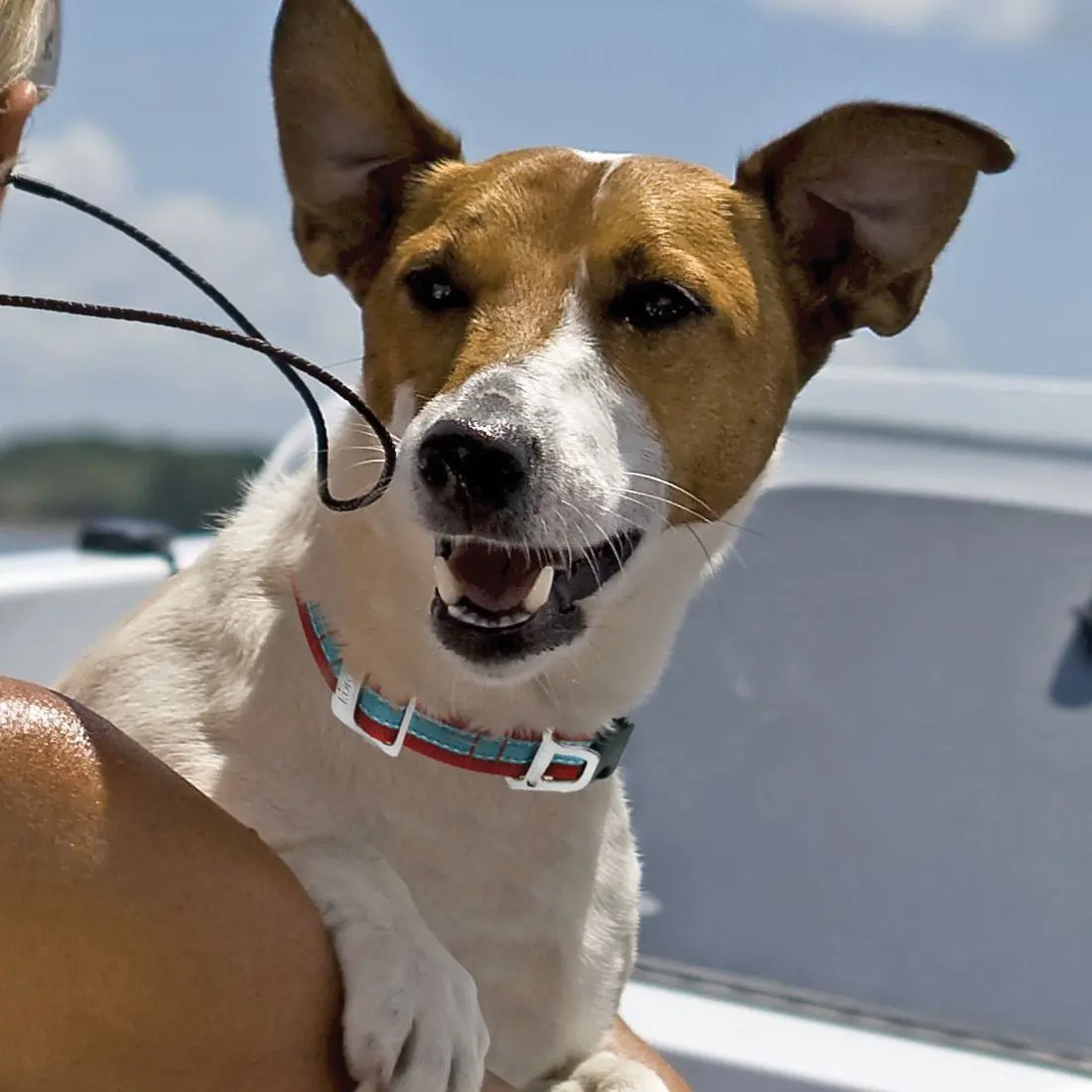 KURGO WANDER DOG COLLAR - Image 5