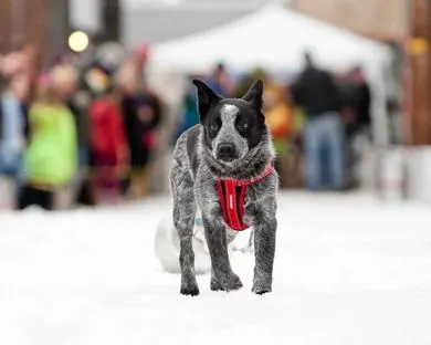 EzyDog CHEST PLATE DOG HARNESS - Image 13