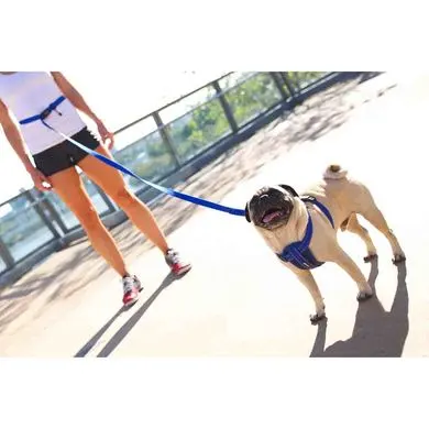 EzyDog ROAD RUNNER LEASH - Image 12