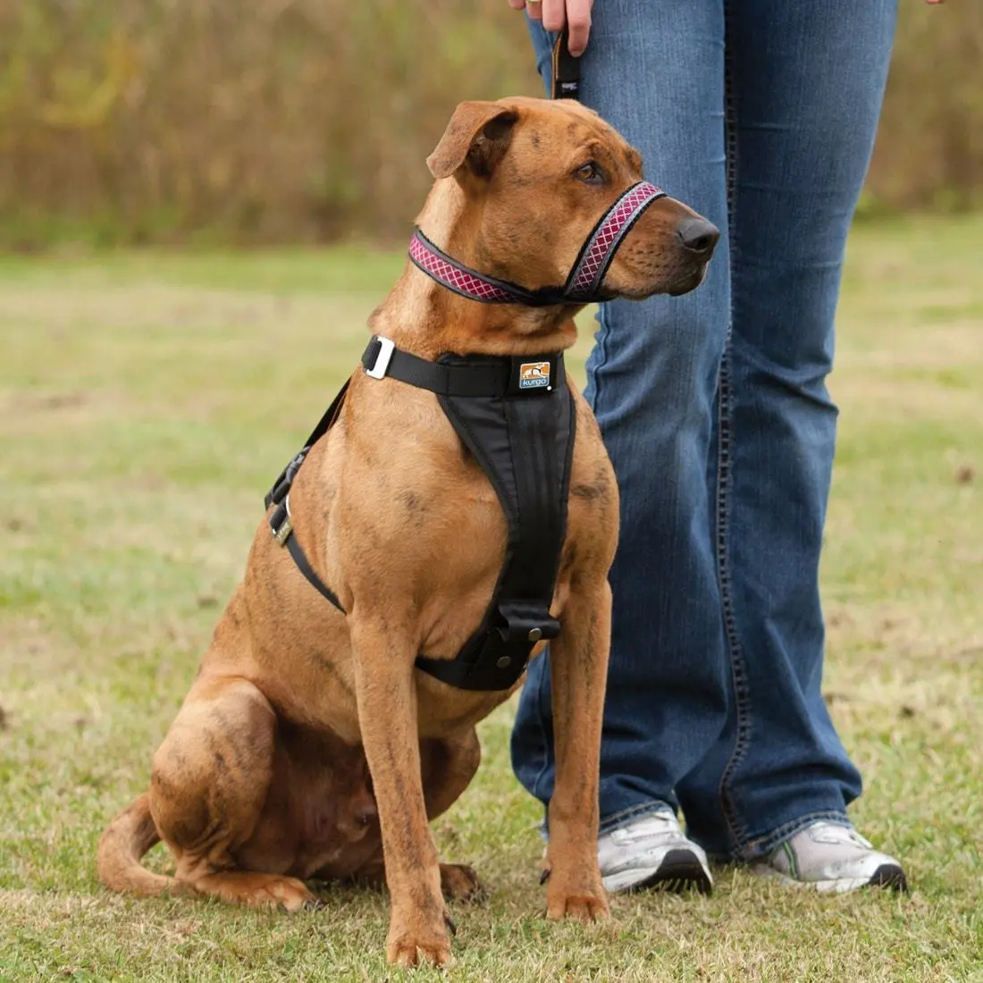 KURGO SNOUT ABOUT STRAP - DOG HEAD HALTER