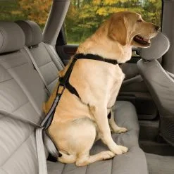 KURGO DOG SEAT BELT LOOP