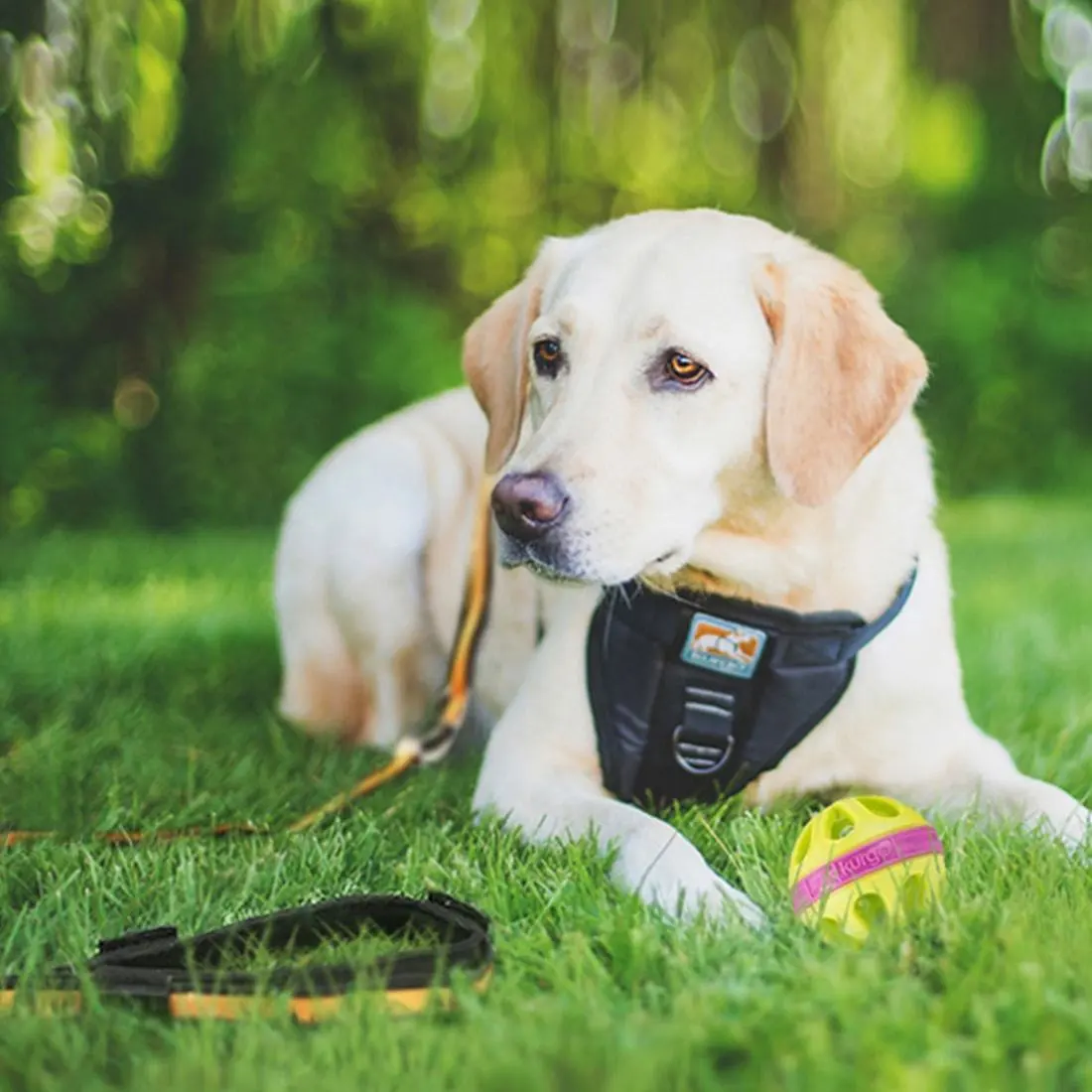 KURGO NEW DOG PACKAGE - Image 2