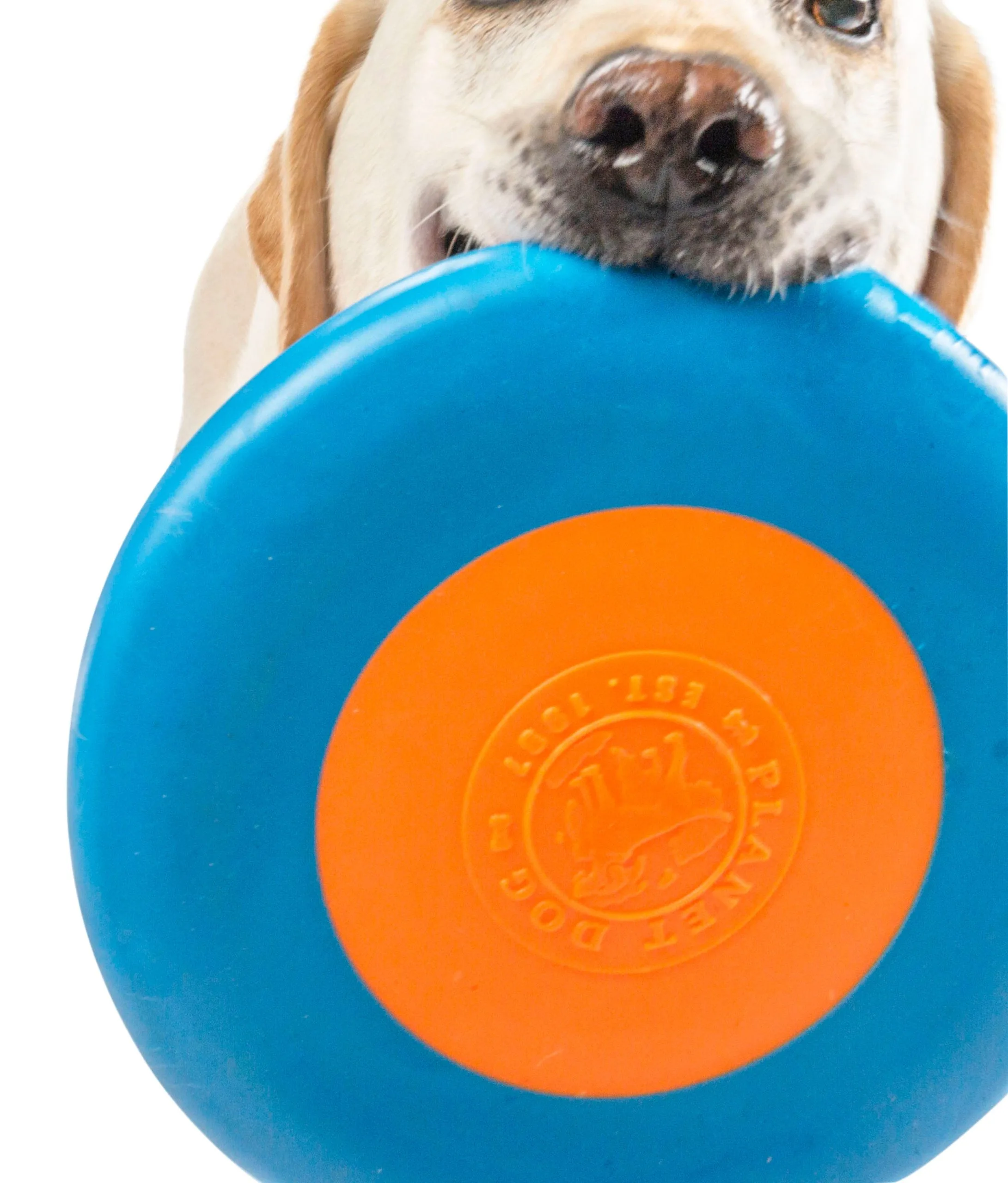 Planet Dog Zoom Flyer - Image 4