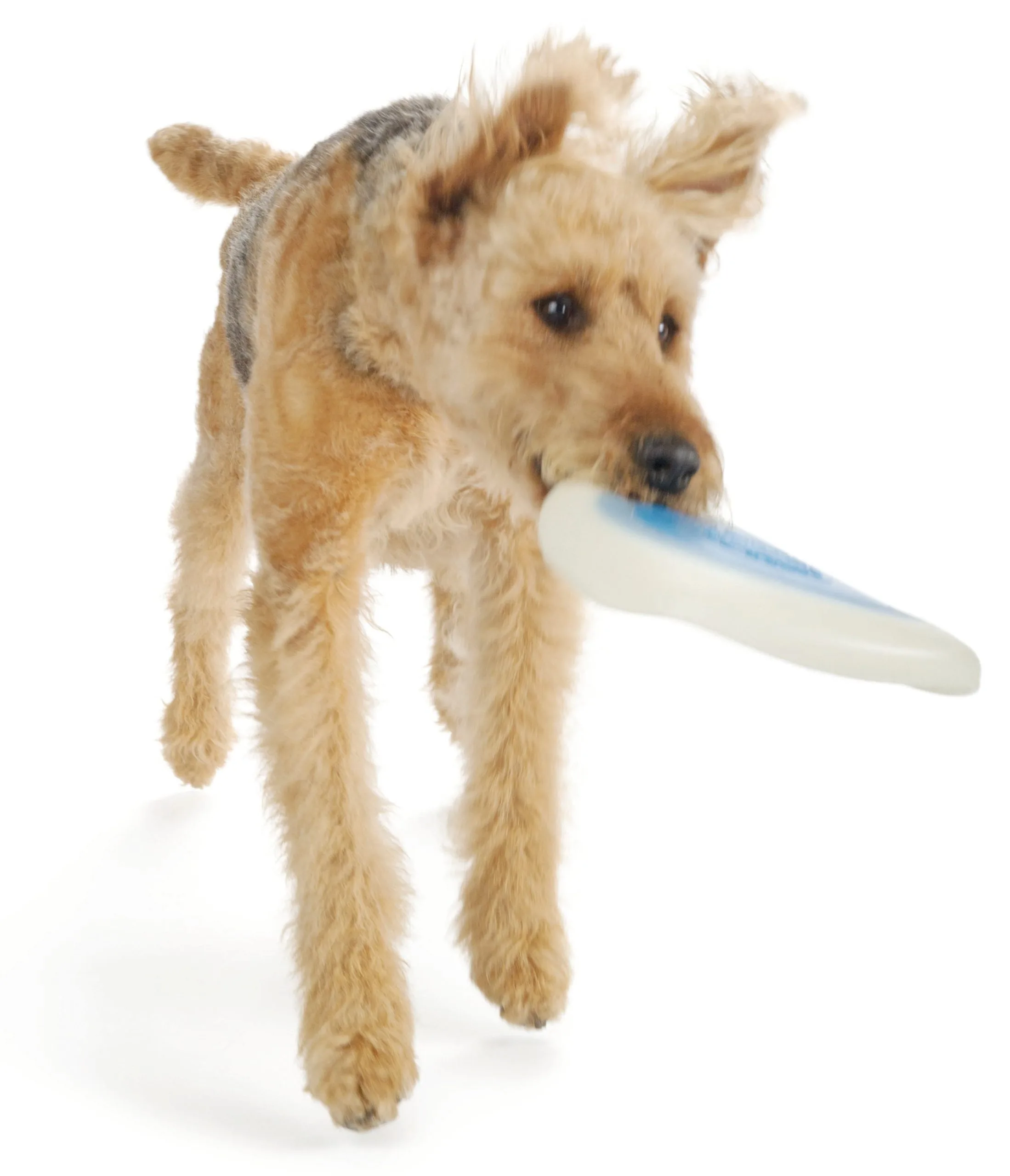 Planet Dog Zoom Flyer - Image 6